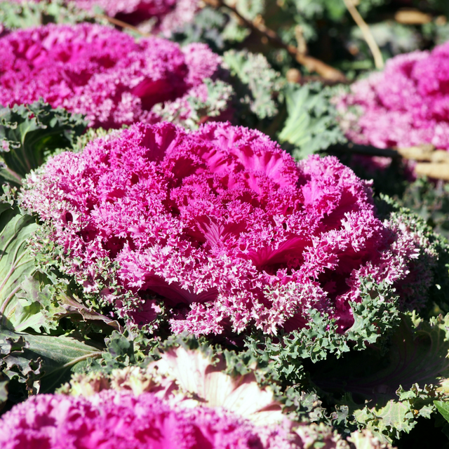 Ornamental Cabbage Rose - Frankton's