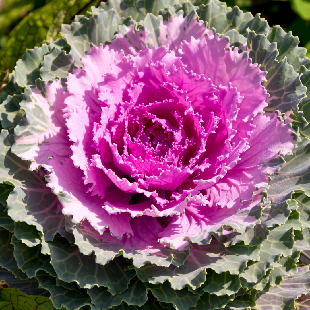 Ornamental Cabbage Rose - Frankton's