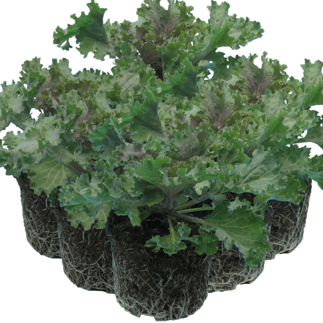 Ornamental Cabbage Rose - Frankton's