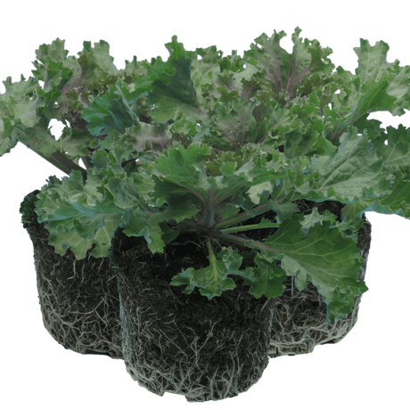 Ornamental Cabbage Rose - Frankton's