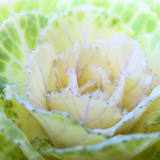 Ornamental Cabbage White - Frankton's