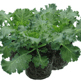 Ornamental Cabbage White - Frankton's
