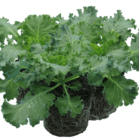 Ornamental Cabbage White - Frankton's