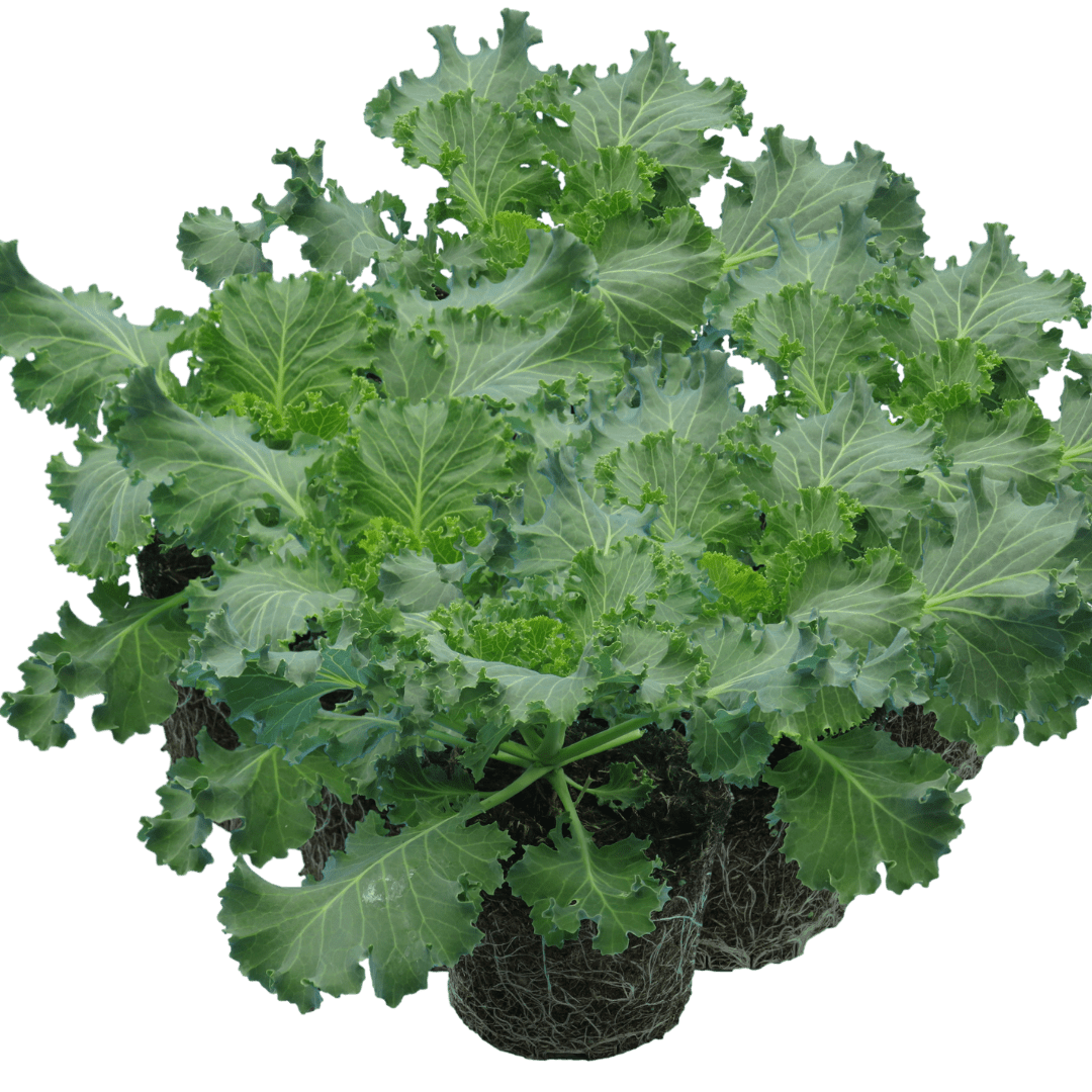 Ornamental Cabbage White - Frankton's