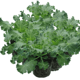 Ornamental Cabbage White - Frankton's