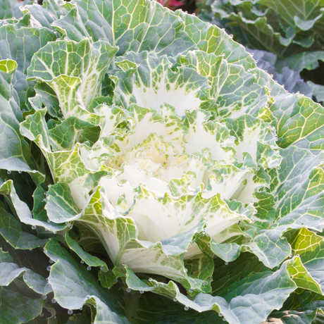 Ornamental Cabbage White - Frankton's