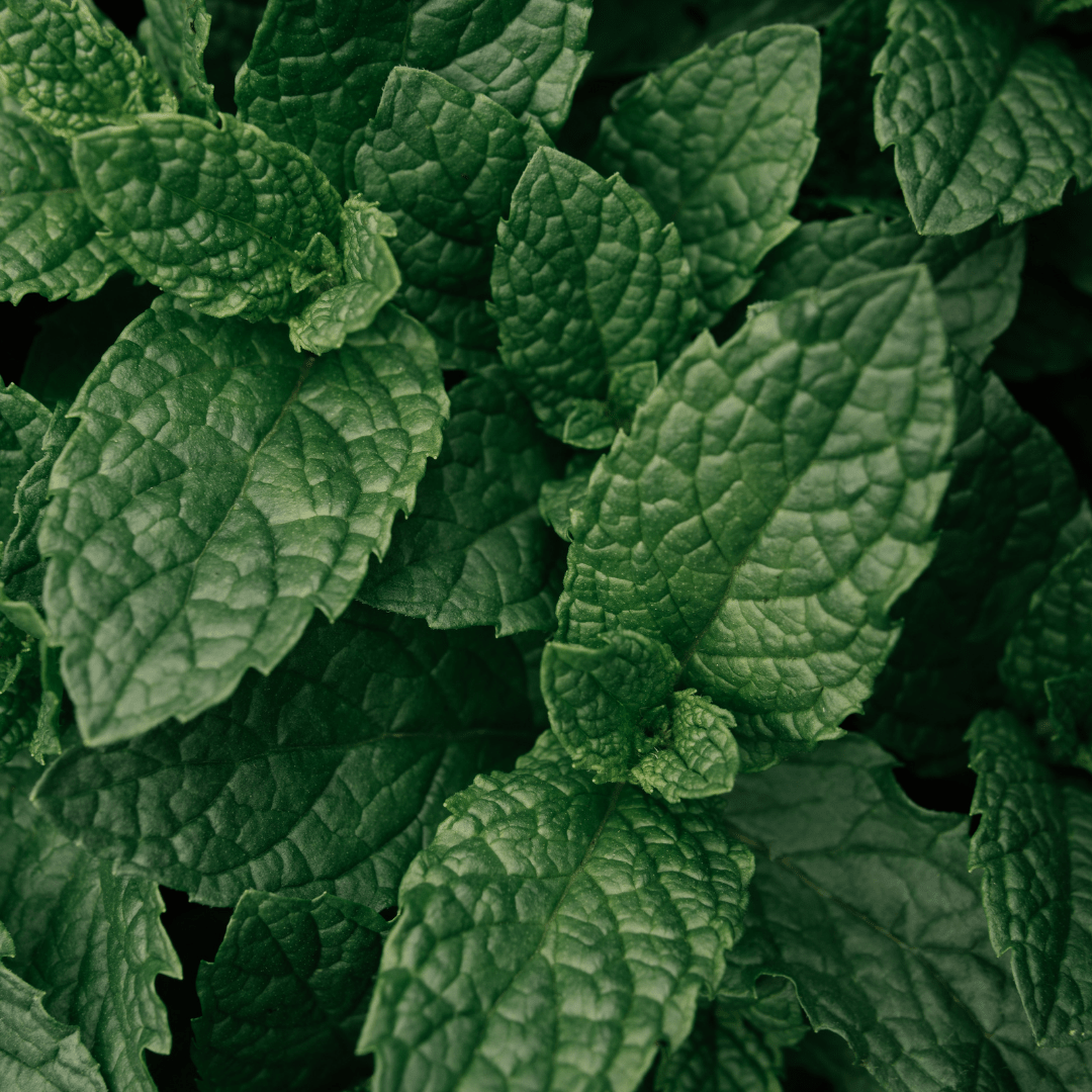 Peppermint - Frankton's