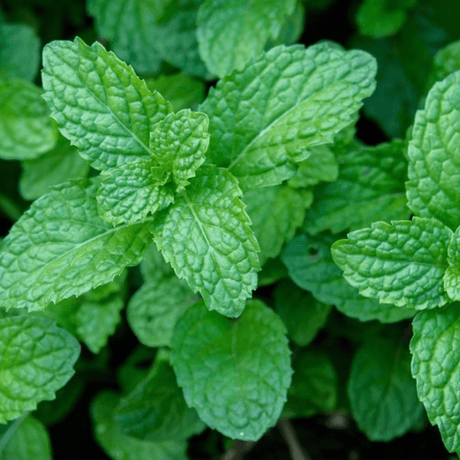 Peppermint - Frankton's