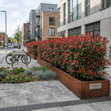 Photinia Red Robin - Frankton's