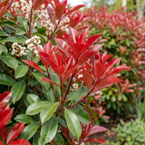Photinia Red Robin - Frankton's