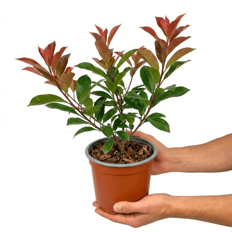 Photinia Red Robin - Frankton's