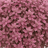 Pittosporum Bannow Bay - Frankton's