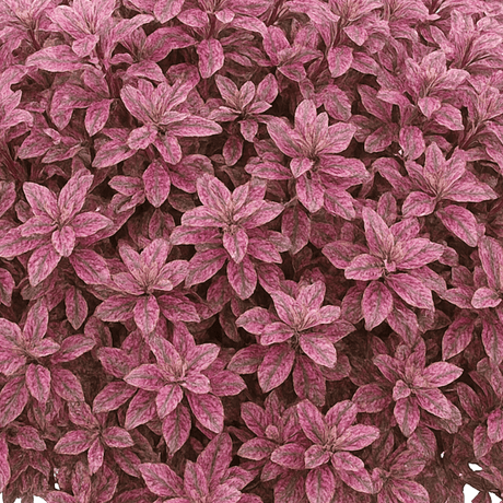 Pittosporum Bannow Bay - Frankton's