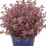 Pittosporum Bannow Bay - Frankton's