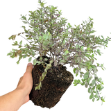 Pittosporum Bannow Bay - Frankton's