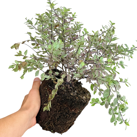 Pittosporum Bannow Bay - Frankton's