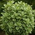 Pittosporum Malahide - Frankton's