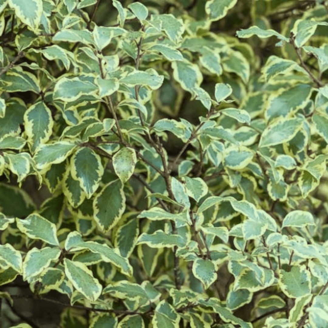 Pittosporum Malahide - Frankton's