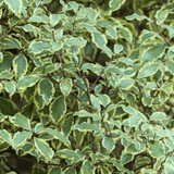 Pittosporum Malahide - Frankton's