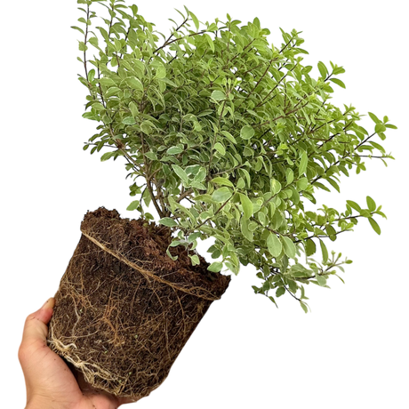 Pittosporum Silver Ball - Frankton's