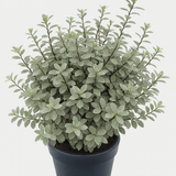 Pittosporum Silver Ball - Frankton's