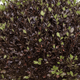 Pittosporum Tom Thumb - Frankton's