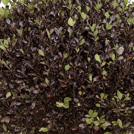 Pittosporum Tom Thumb - Frankton's