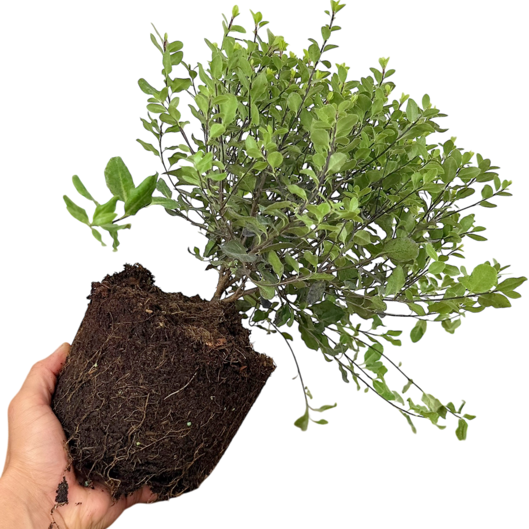 Pittosporum Tom Thumb - Frankton's