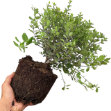 Pittosporum Tom Thumb - Frankton's