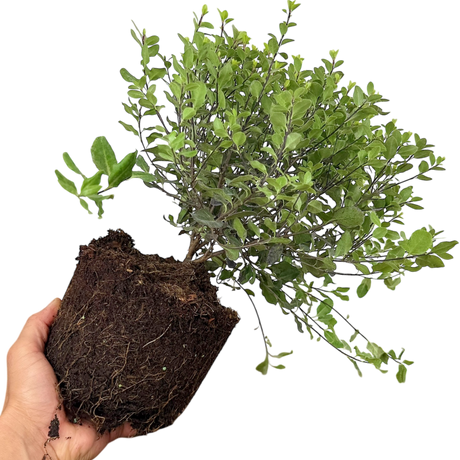 Pittosporum Tom Thumb - Frankton's