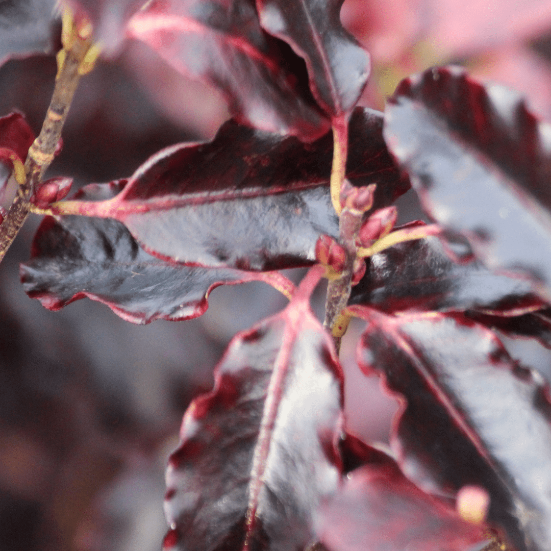 Pittosporum Tom Thumb - Frankton's