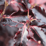 Pittosporum Tom Thumb - Frankton's