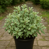 Pittosporum Variegatum - Frankton's