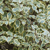 Pittosporum Variegatum - Frankton's