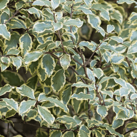 Pittosporum Variegatum - Frankton's