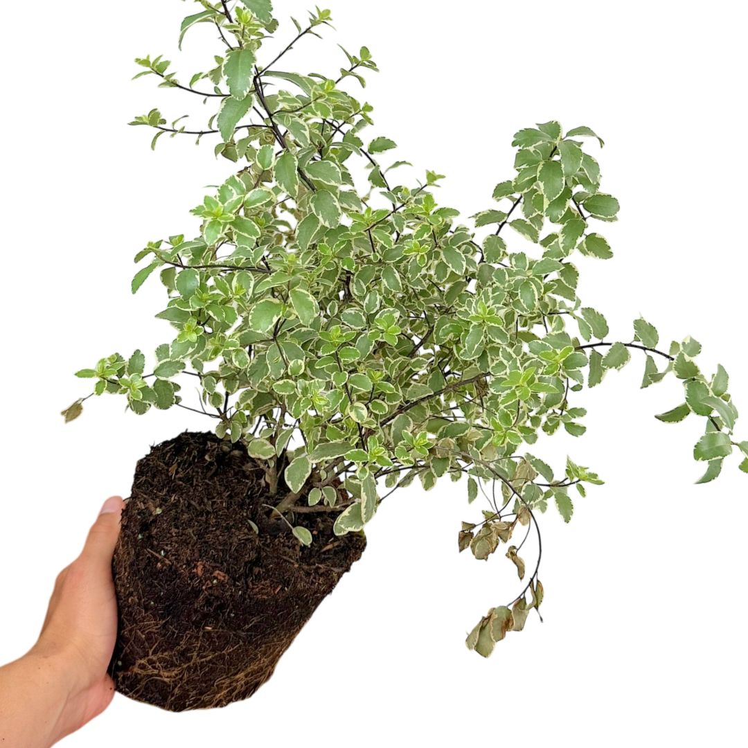 Pittosporum Variegatum - Frankton's