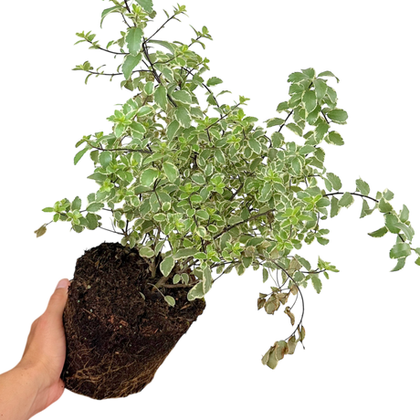 Pittosporum Variegatum - Frankton's