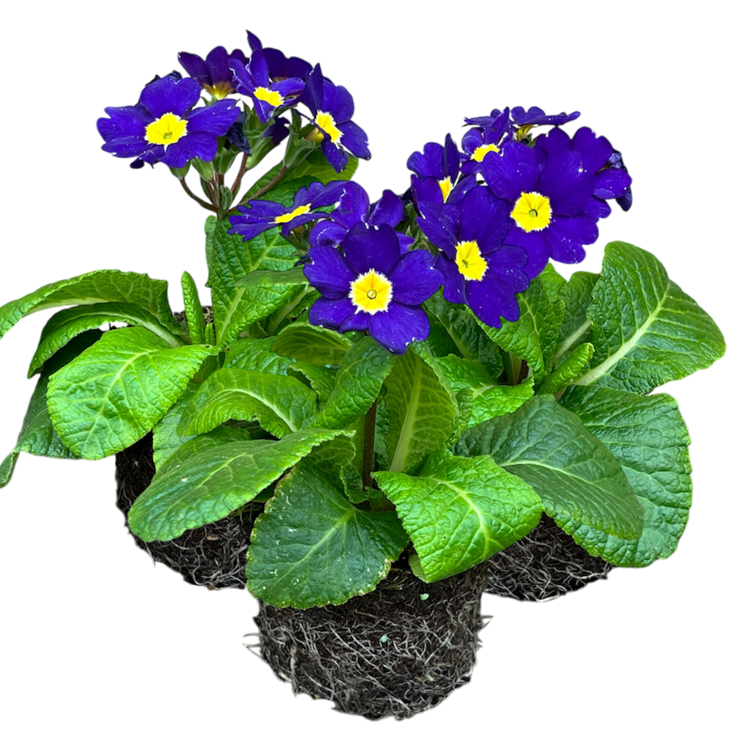 Polyanthus Blue - Frankton's