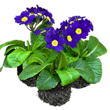 Polyanthus Blue - Frankton's