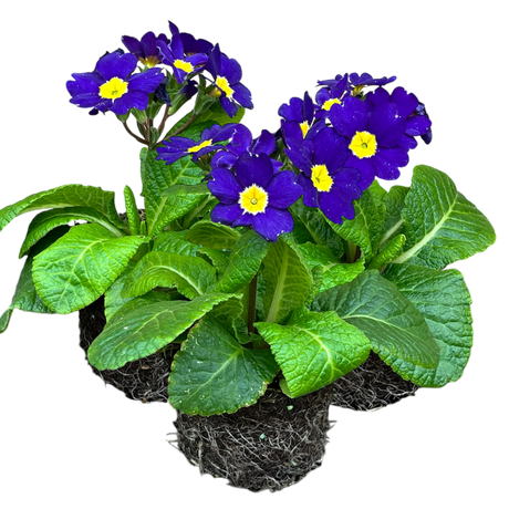 Polyanthus Blue - Frankton's
