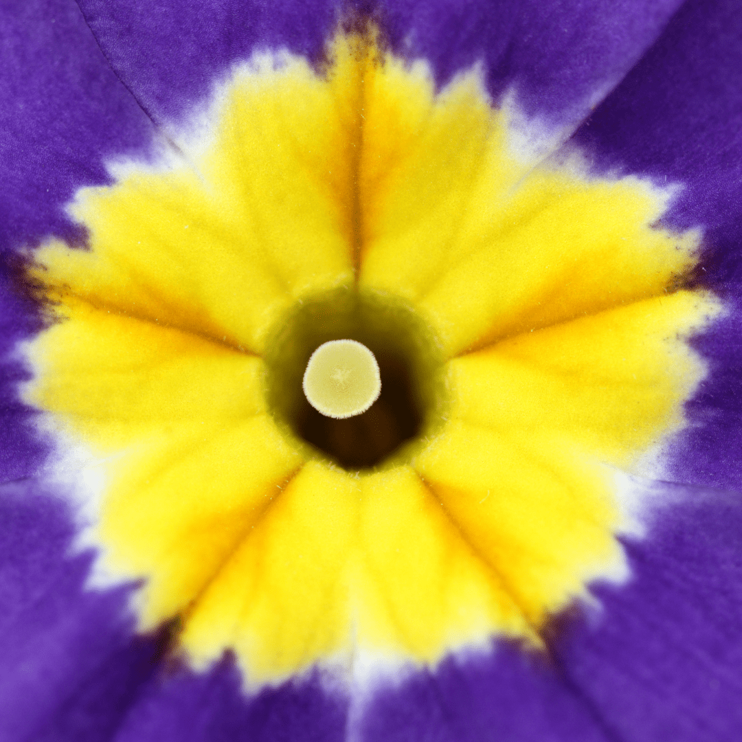 Polyanthus Blue - Frankton's