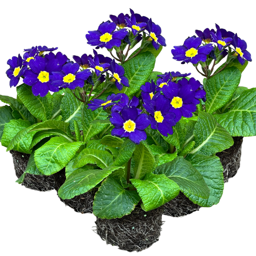 Polyanthus Blue - Frankton's