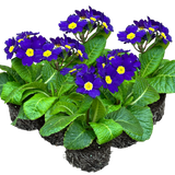 Polyanthus Blue - Frankton's
