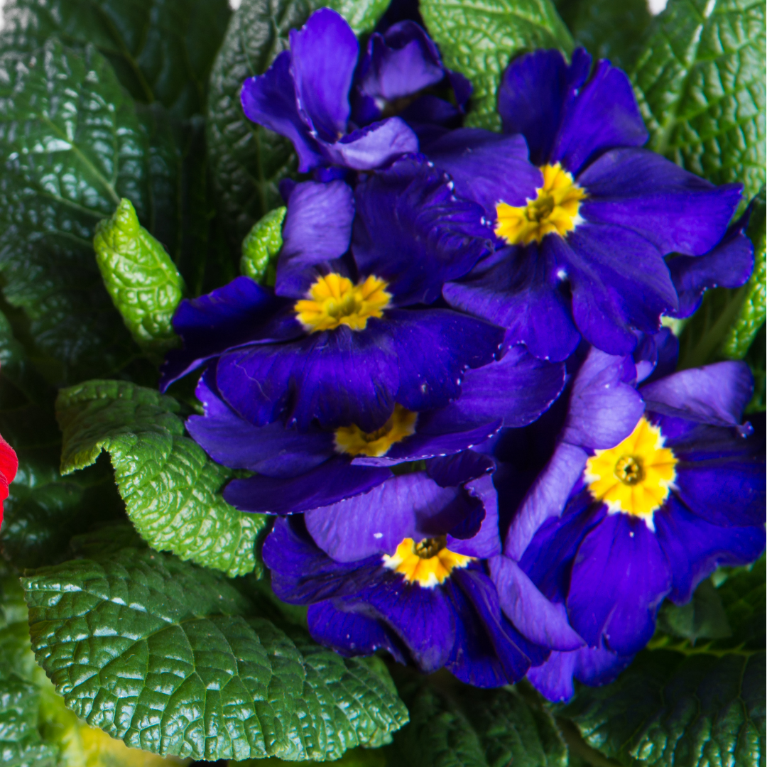 Polyanthus Blue - Frankton's