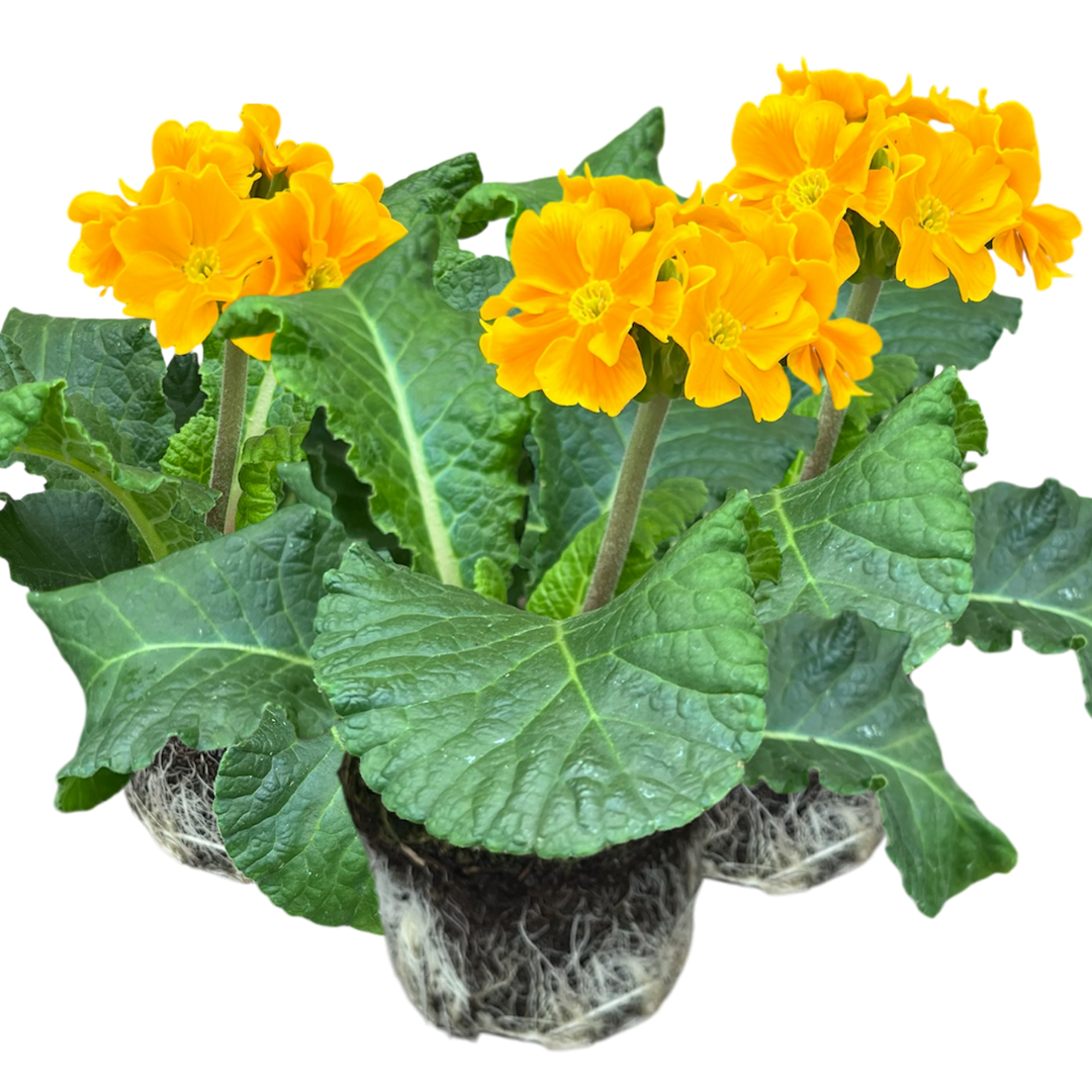 Polyanthus Orange - Frankton's