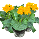 Polyanthus Orange - Frankton's