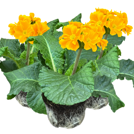 Polyanthus Orange - Frankton's