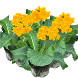 Polyanthus Orange - Frankton's