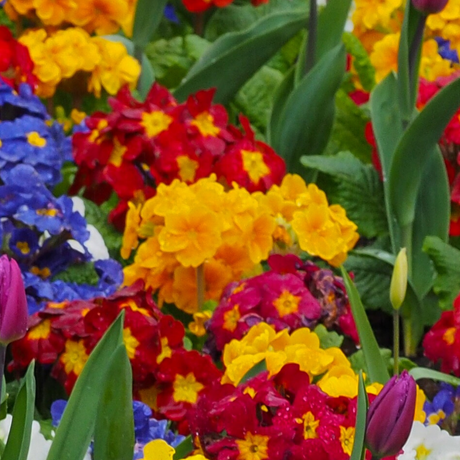 Polyanthus Orange - Frankton's