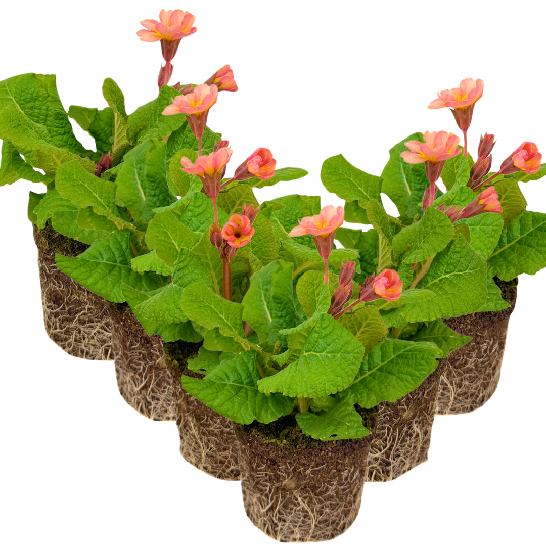 Polyanthus Stella Champagne - Frankton's